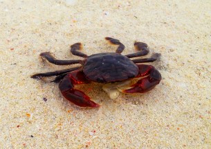 I tried to invite him to dinner... Sadly, he declined. I tried to invite him to dinner... Sadly, he declined.