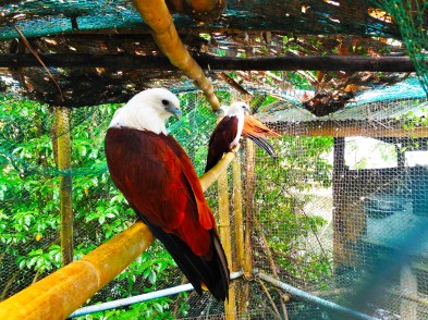 I want a pet Kite!! I want a pet Kite!!